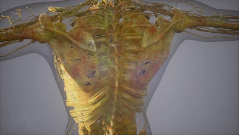 Komplette-Nahansicht-Des-Skelettsystems-Mit-Transparentem-Körper